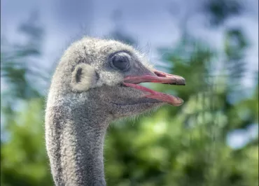 Le Camélus - ferme d'aventures et de découvertes