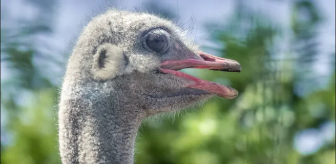 Le Camélus - ferme d'aventures et de découvertes